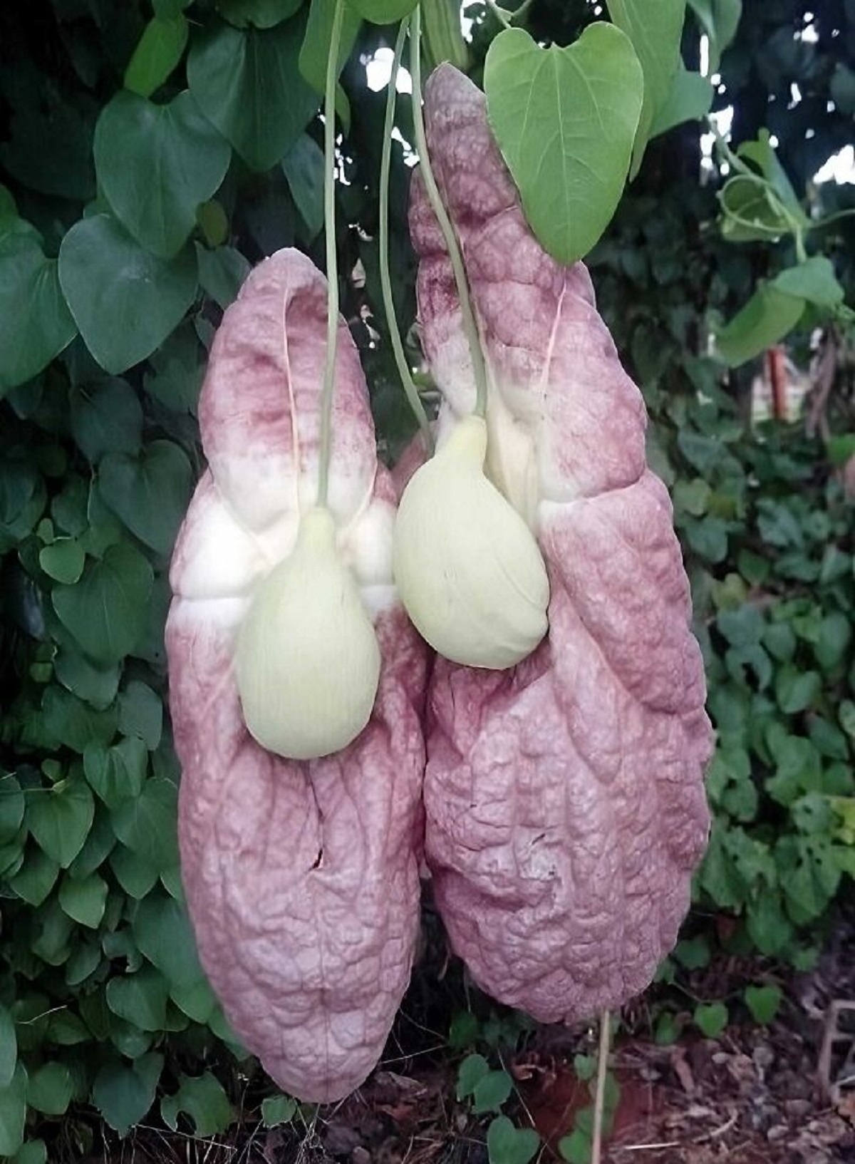 Aristolochia Gigantea That Looks Like A Pair Of Lungs