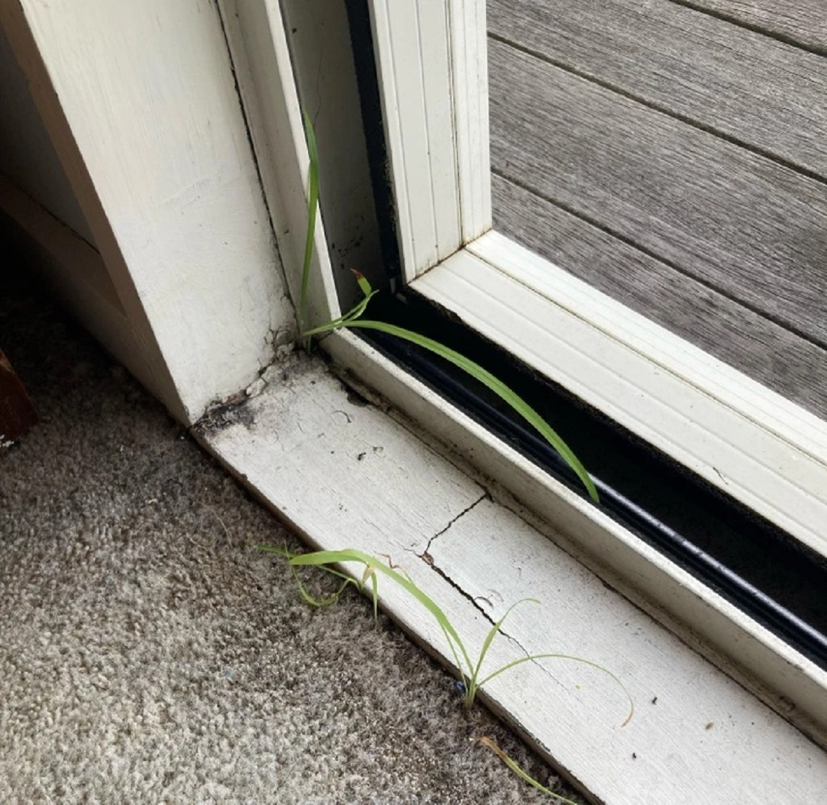“Actual grass growing through the carpet in my bedroom. Rental property, so not much I can do except pluck it when it grows.”