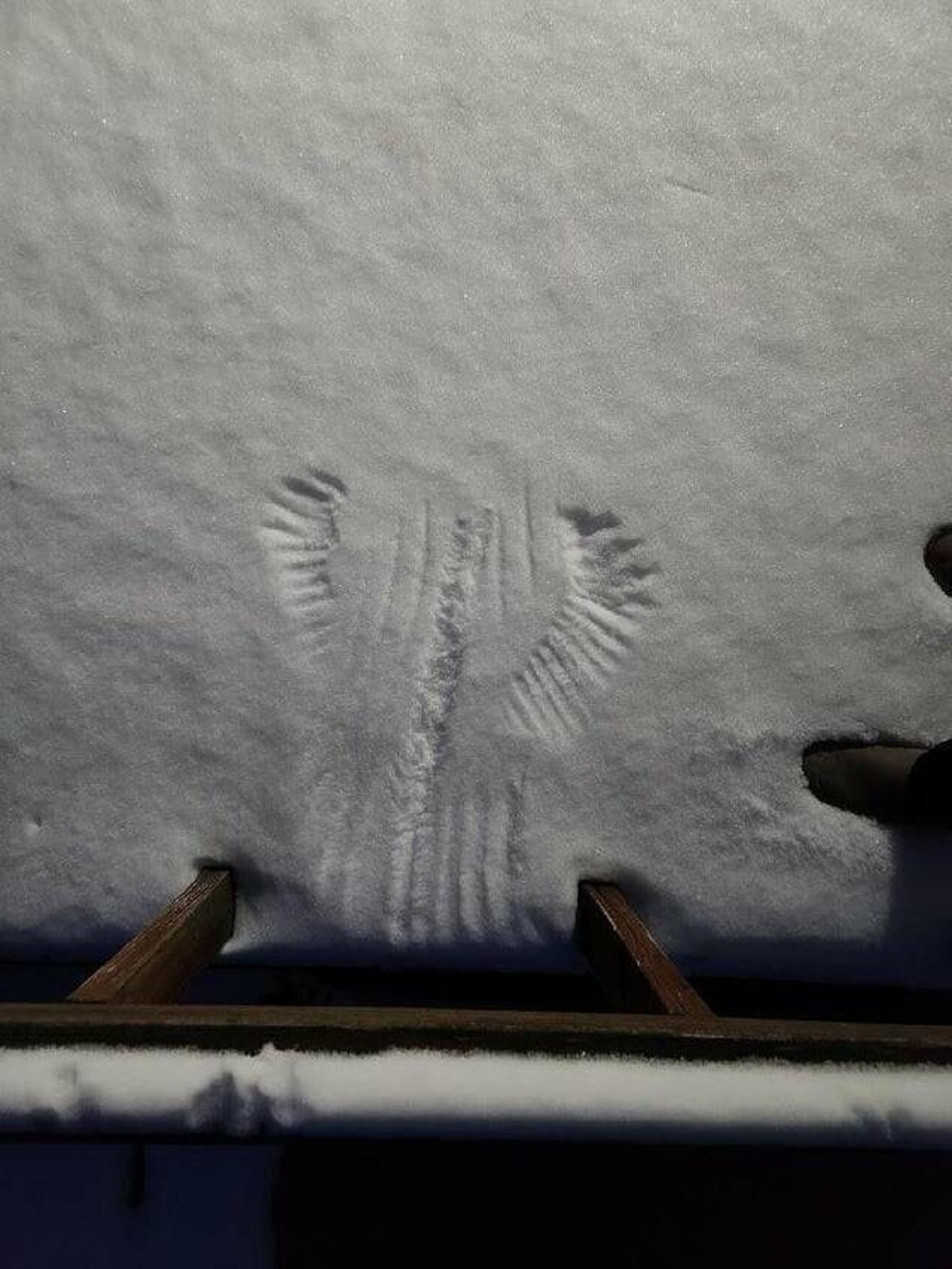 "Looks like something fell into the snow on my back deck."
