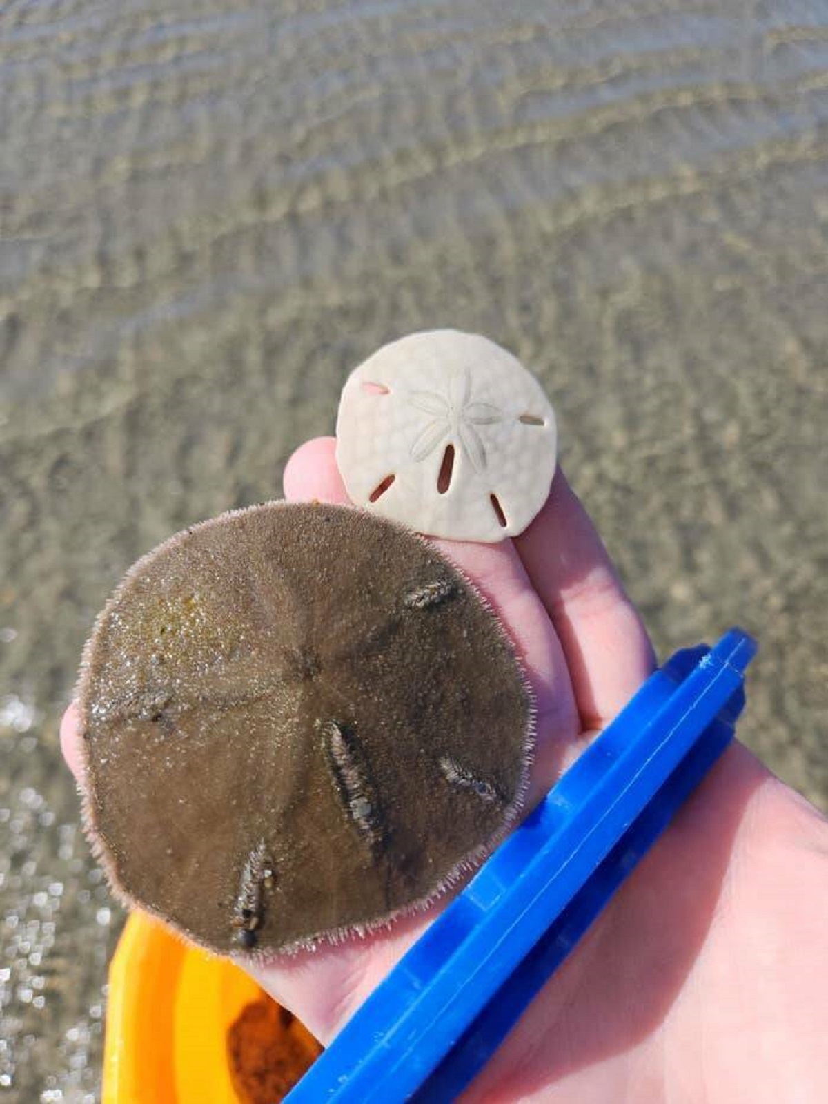 This is what a living sand dollar looks like compared to a dead one: