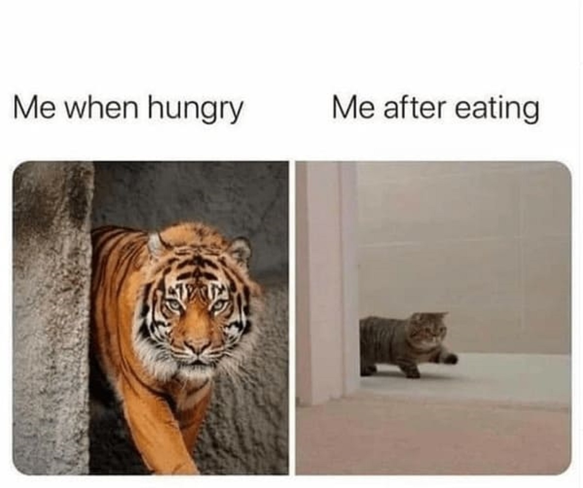 tiger - Me when hungry Me after eating