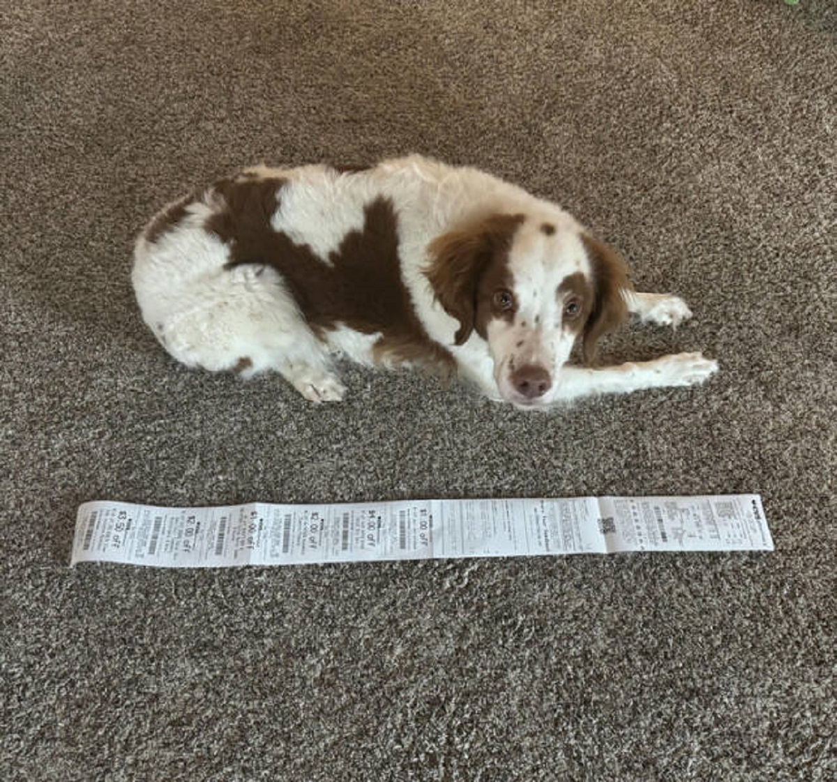 “My 3 item receipt from CVS is longer than my dog.”