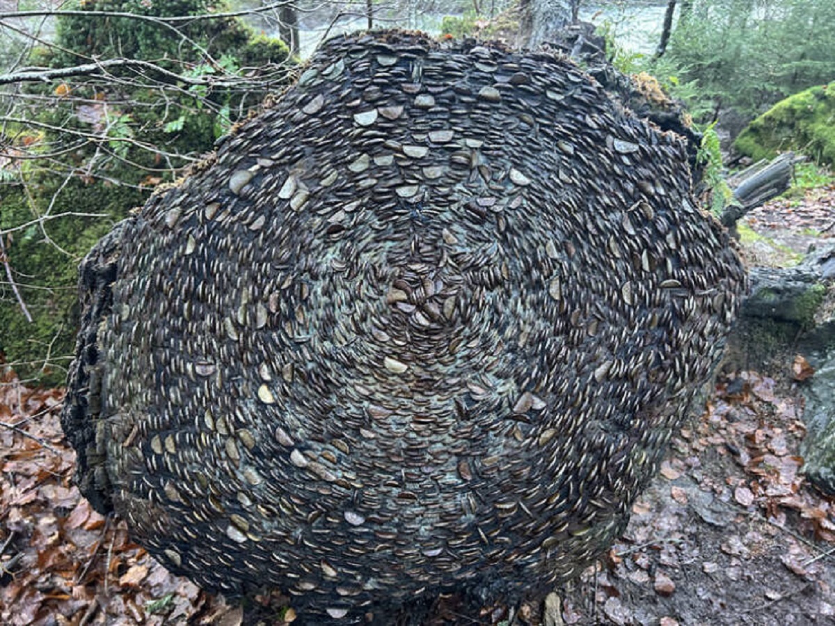 “I found a tree stump full of old coins.”