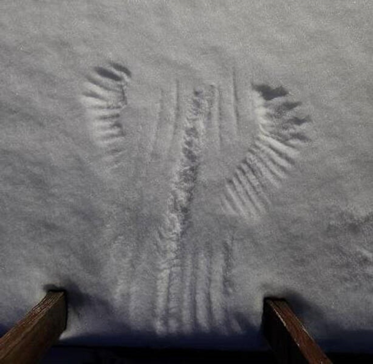 “Looks like something fell into the snow on my back deck.”