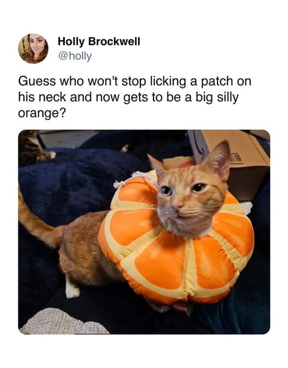 cat - Holly Brockwell Guess who won't stop licking a patch on his neck and now gets to be a big silly orange?