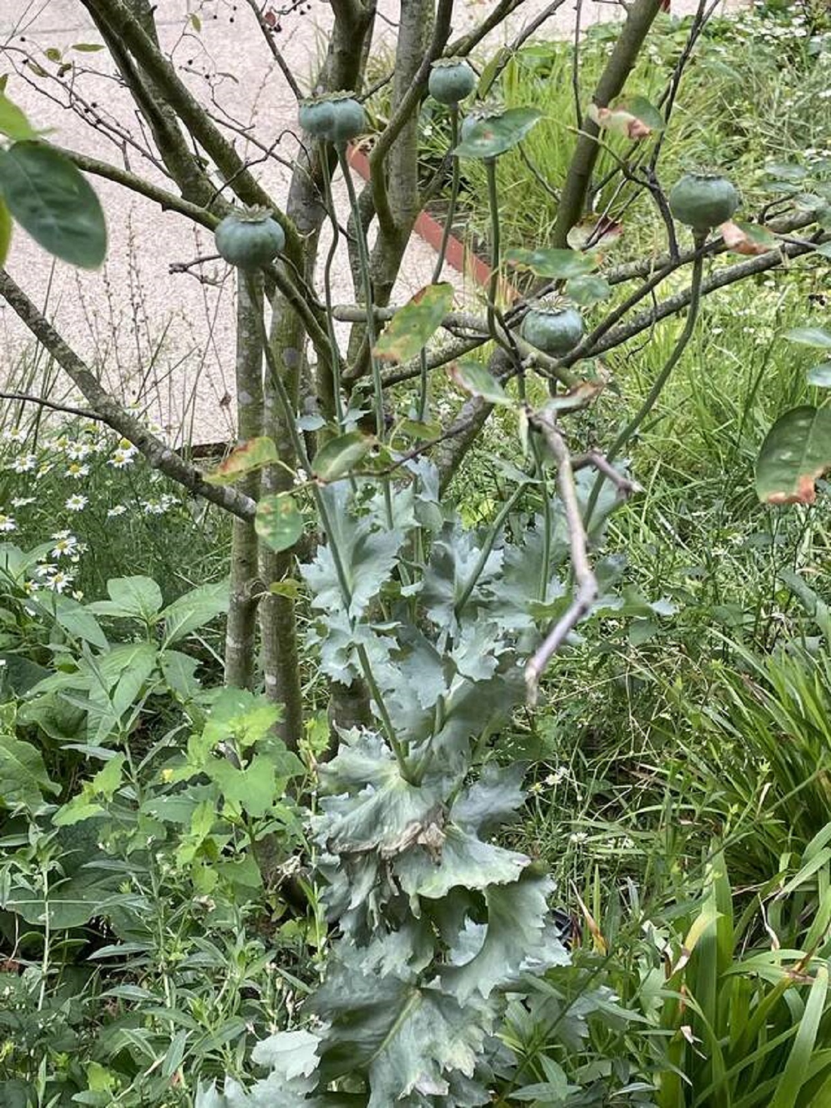 "Opium poppy plant growing wild in downtown London"