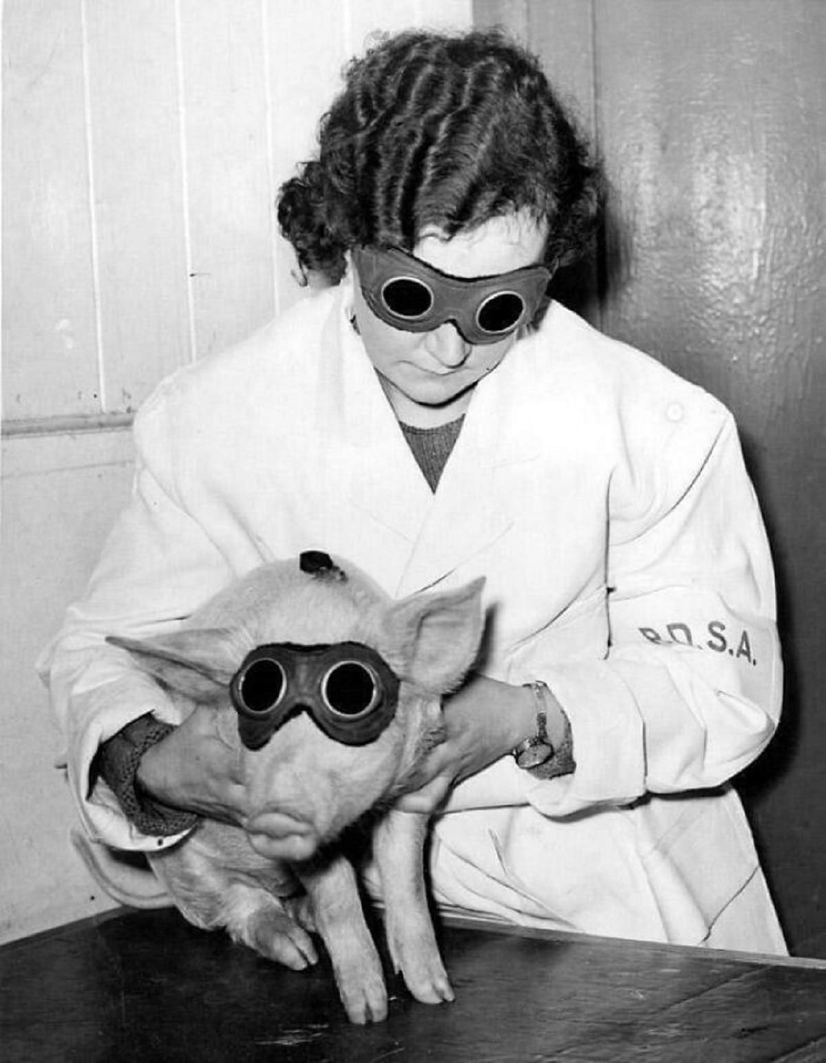 A Piglet Which Is Being Treated By The Pdsa (People’s Dispensary For Animals) In Ilford With A Sun Ray Lamp, To Cure A Skin Ailment, 1938