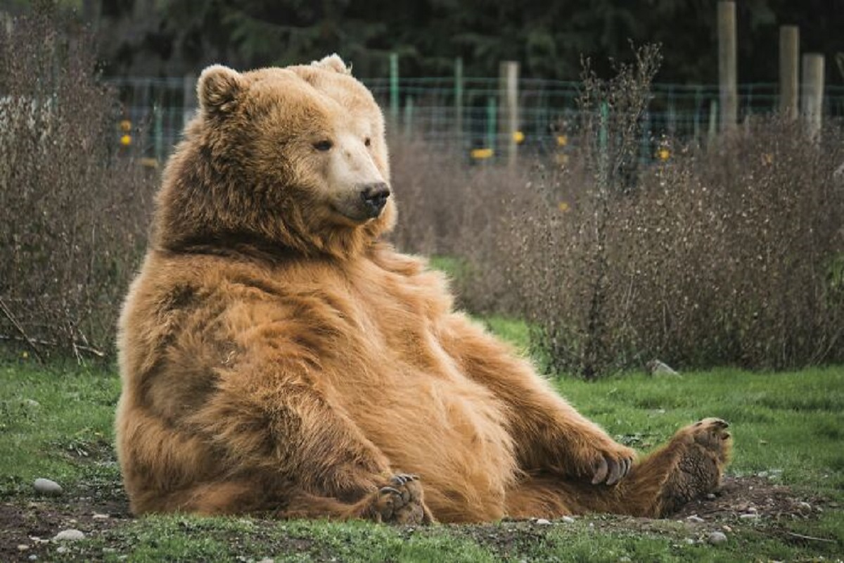 Grizzly bears in Yellowstone eat around 300,000 moths a month and it accounts for 1/3 of their calorie intake.