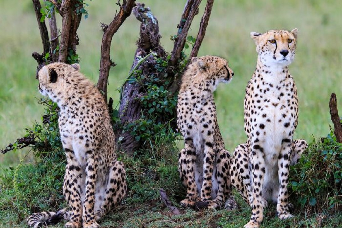 Cheetahs aren't big cats. They are very large small cats.