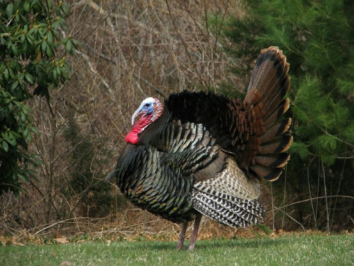 A female turkey can lay an egg that doesn't need to be fertilized by a male turkey and the baby that hatches will always be a male