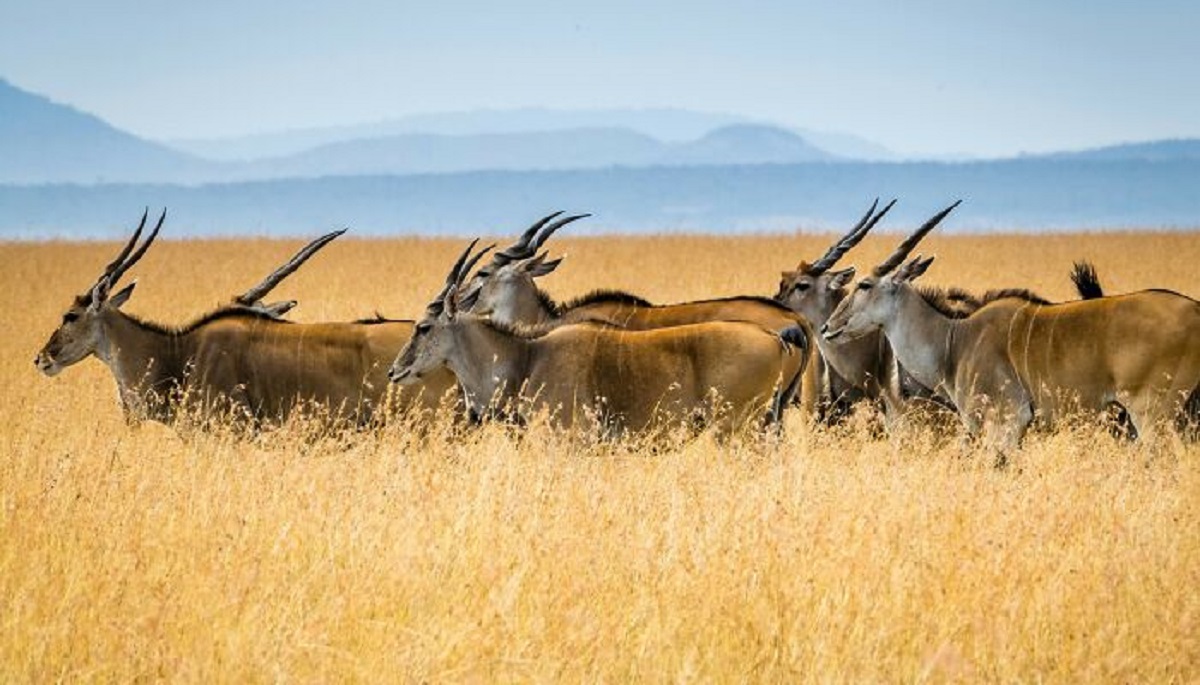 Animal numbers in Africa are still recovering to their historic levels after rinderpest almost wiped out most ungulates (things with hooves) in the 1800s, introduced from Europe of course. It wiped out so many animals that the environment changed with it and also helped ignite the scramble for Africa by causing famines