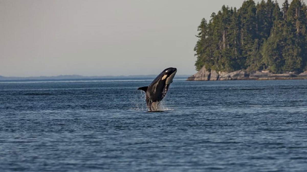 Orca are considered a natural predator of moose