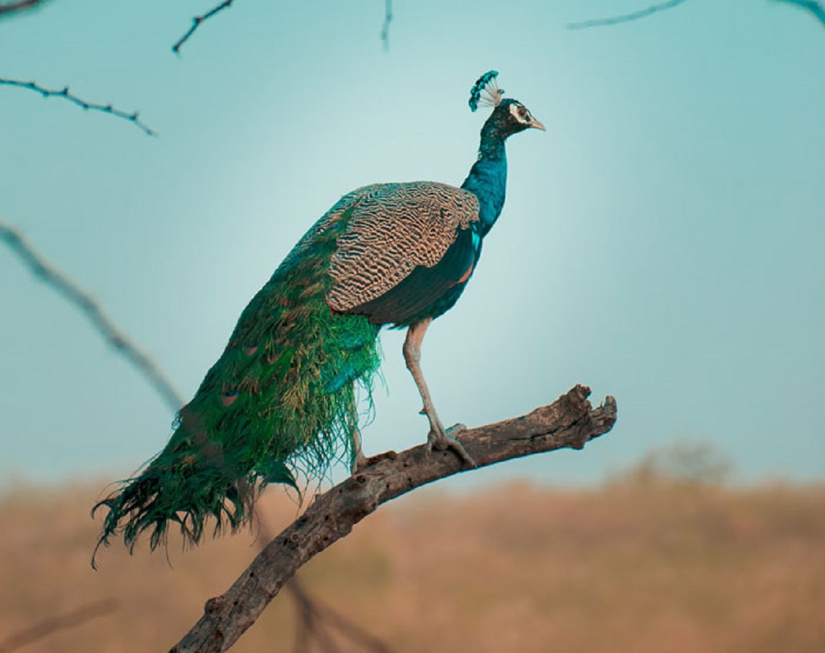 Peacocks sleep in trees.