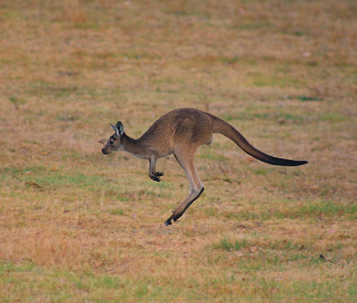 Kangaroos can’t jump backwards.