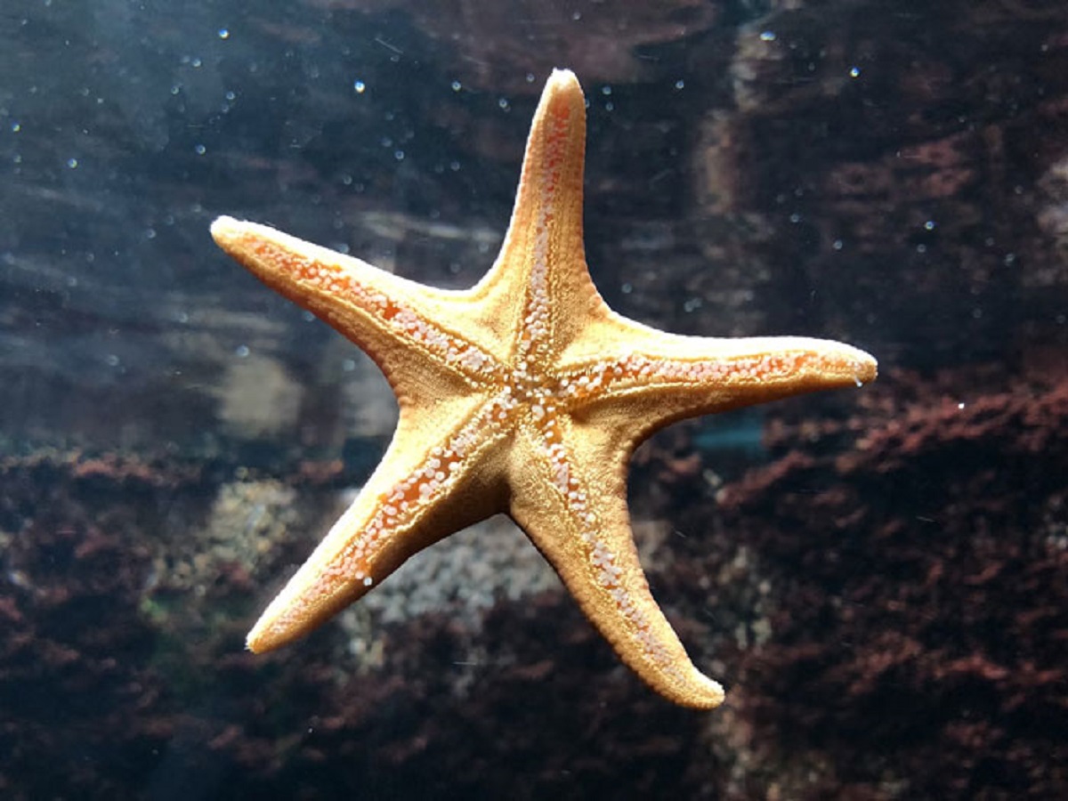 Starfish poop through their mouths