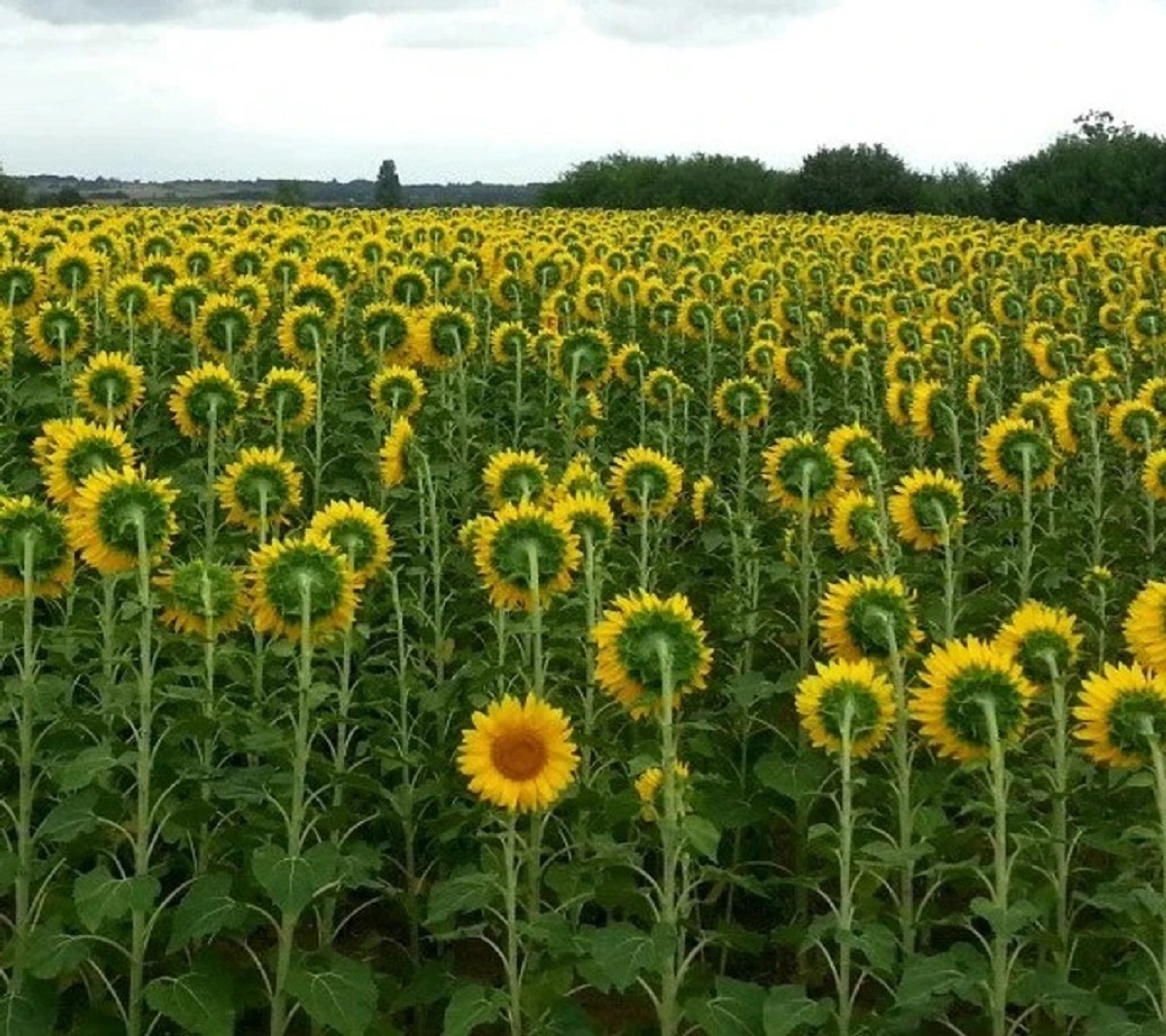 “This sunflower doesn’t want to face east.”