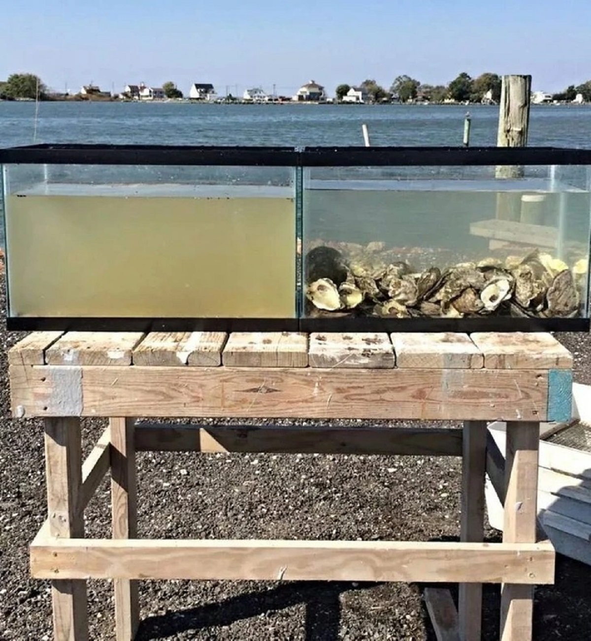 “The water in both tanks is from the same time and place. The tank on the right has oysters.”