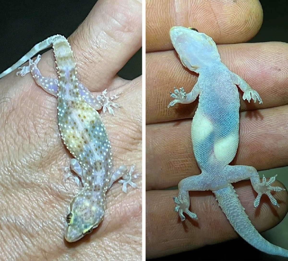 “You can see the eggs inside this gecko’s body.”