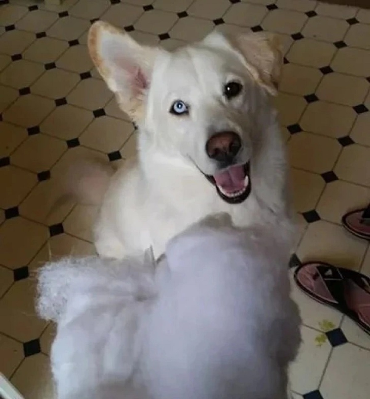 “My friend’s dog, Braveheart. Part husky, part lab; split right down the middle.”