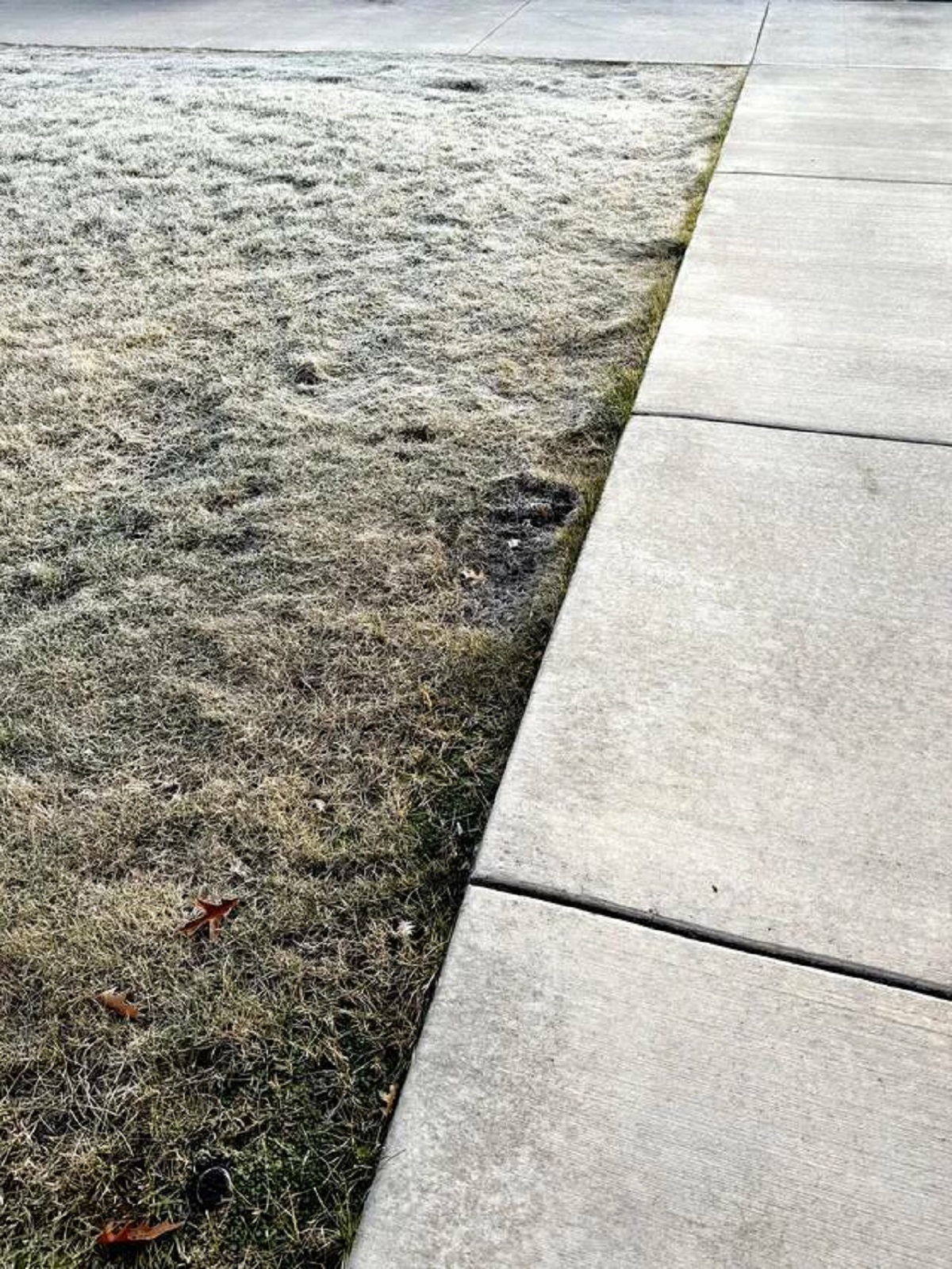 "Heated sidewalk at my work keeping the grass alive in the middle of Winter."