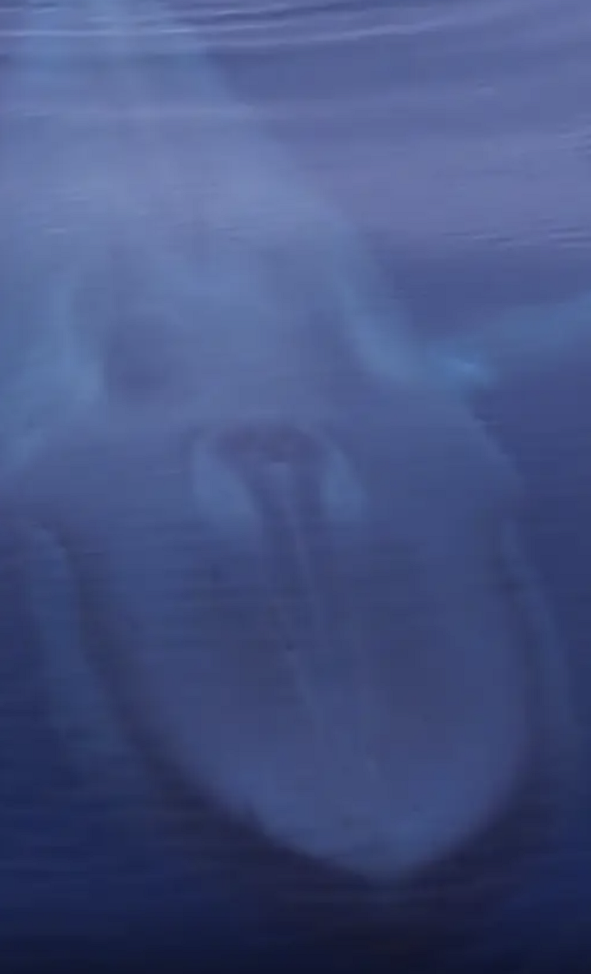 A Whale Looking Like A Submarine