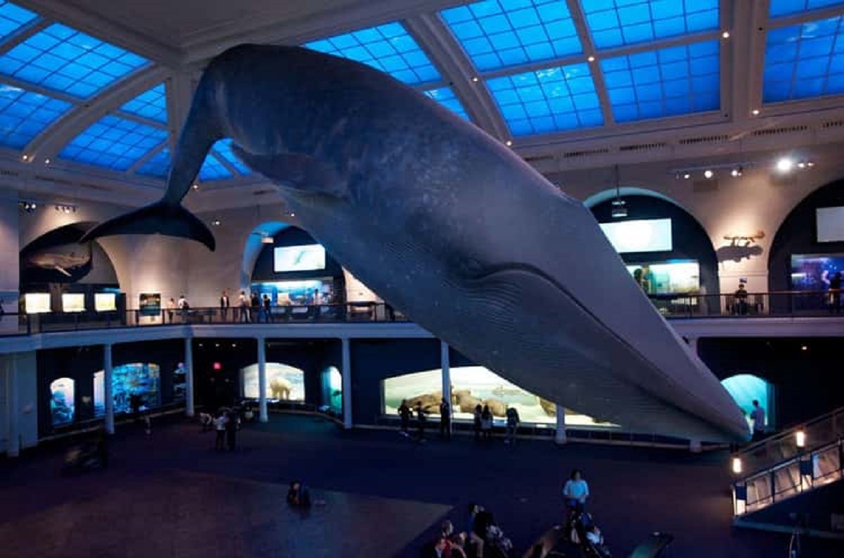 The Scale Of This Whale