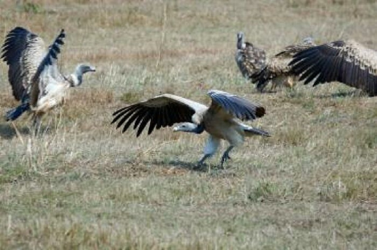 About 100,000 people died each year in India due to the collapse of vulture populations. Vultures were crucial to the ecosystem & their near extinction due to accidental poisoning extended the presence of animal carcasses in the local environment, increasing rabies & reducing water quality.