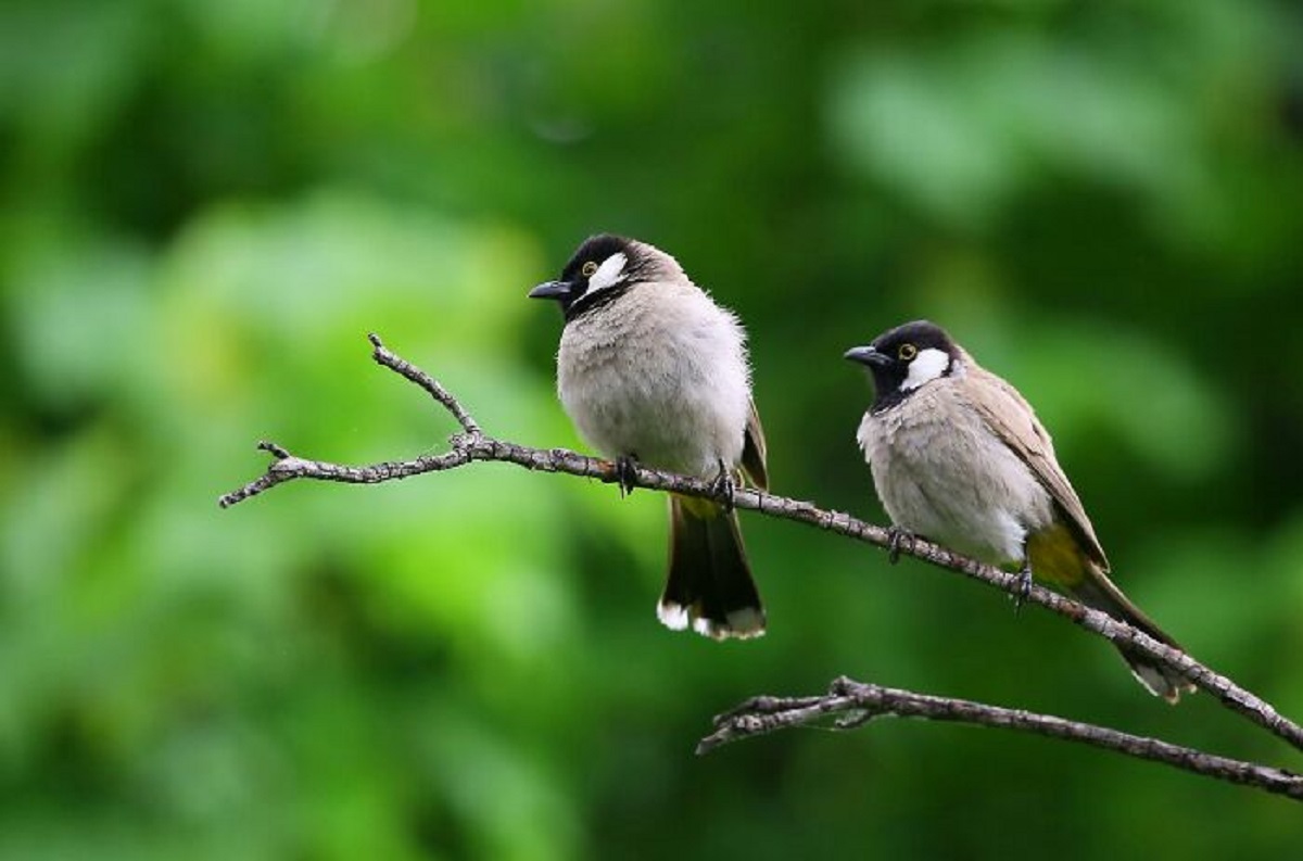 That birds can get divorced. Over 90% of avian species form socially monogamous pair bonds, but they may end the bonds by 're-mating' with a different partner after so-called 'divorce'. Divorce rate increases with male promiscuity and migration distance.