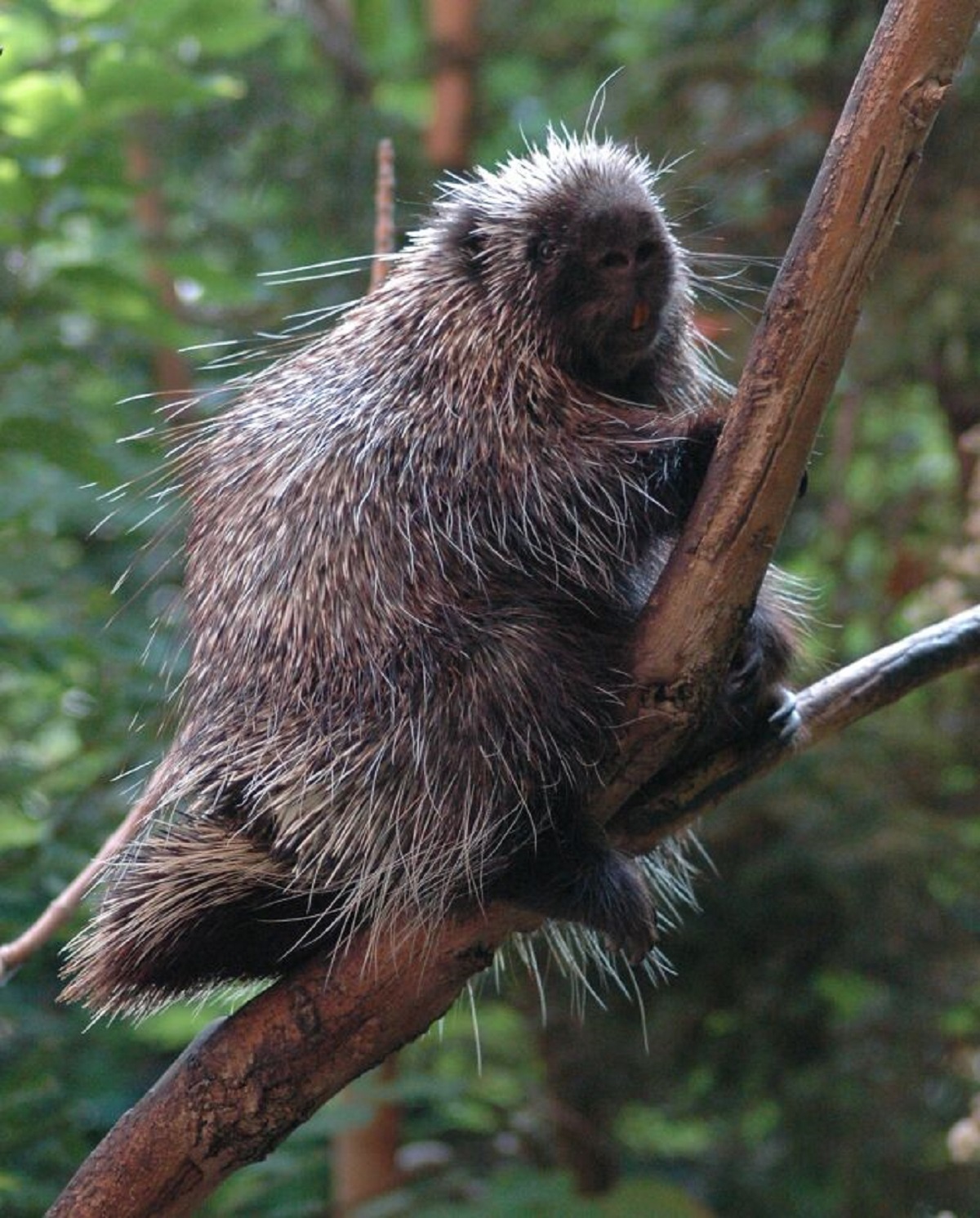 North American porcupines love salt and are known to eat backpackers’ road salt-covered boots left outside tents.