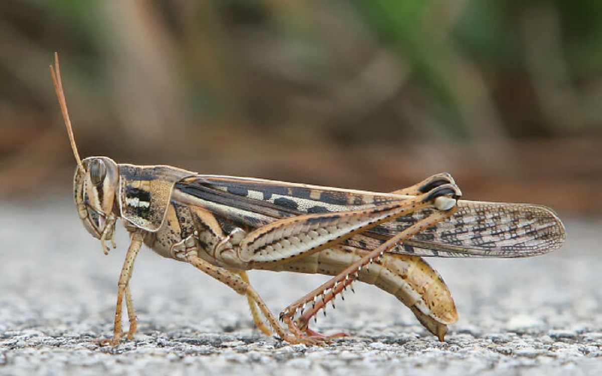 Grasshopper are nearly 200 million years older than grass.
