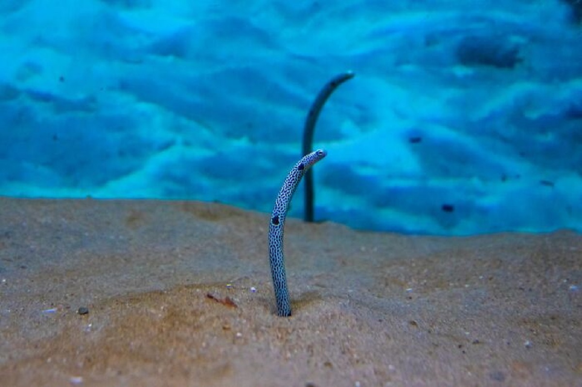 Sigmund Freud dissected hundreds of eels in search of the male sex organs. He had to concede failure in his first major published research paper, and turned to other issues in frustration.