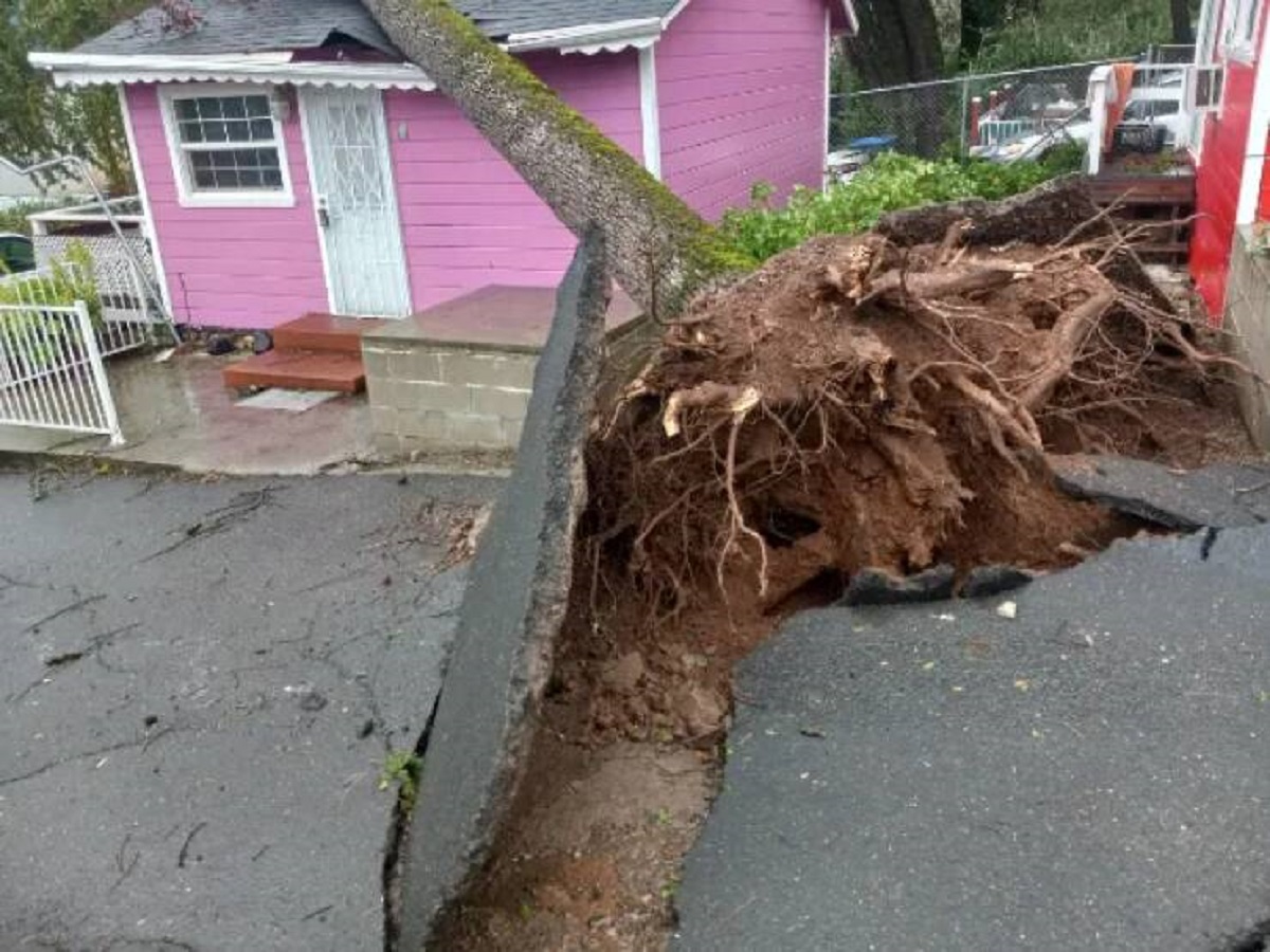 “This storm uprooted a tree, then blew it over my neighbor’s house”