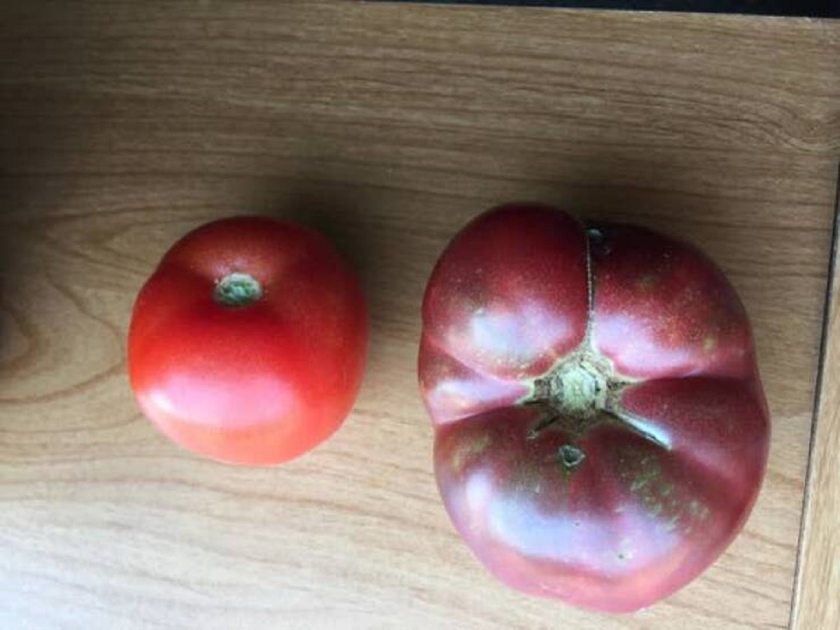 This is what a "modern" tomato looks like next to a tomato grown with 150-year-old seeds: