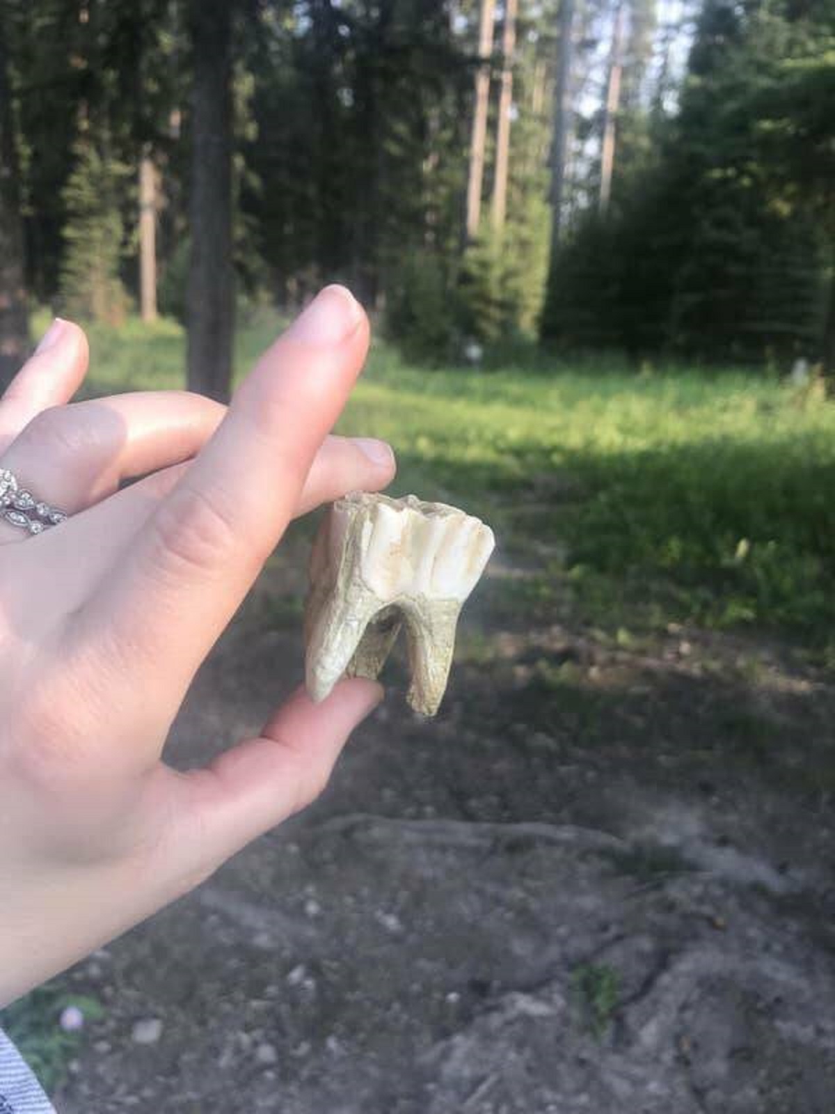 This is how big a moose's tooth is: