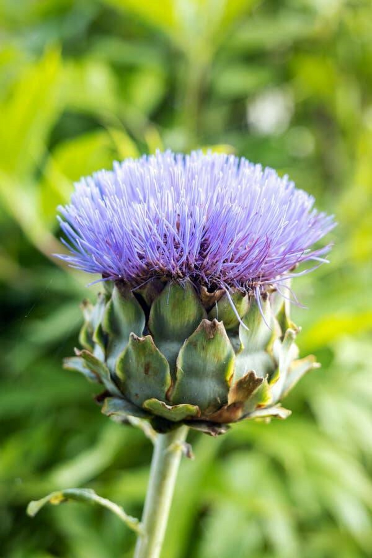 Artichokes can be beautiful if you let them bloom: