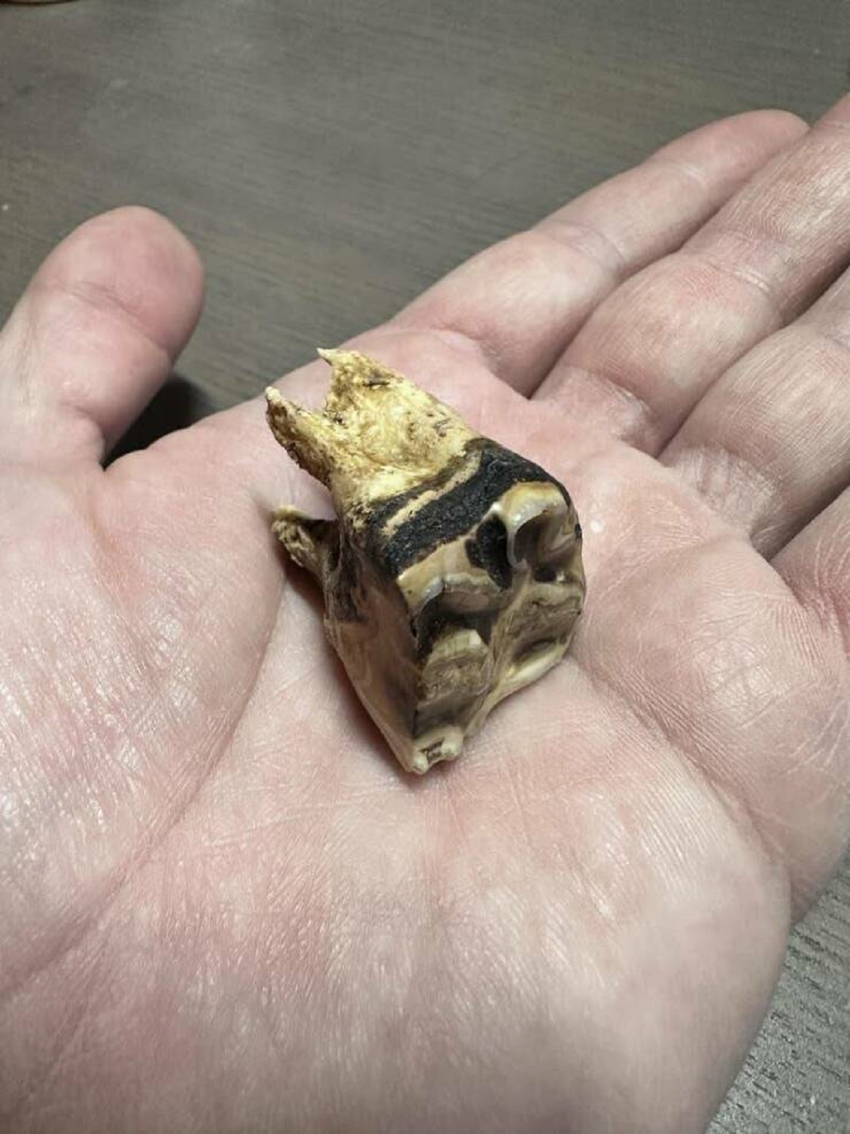 This is what a 30-year-old horse's tooth looks like: