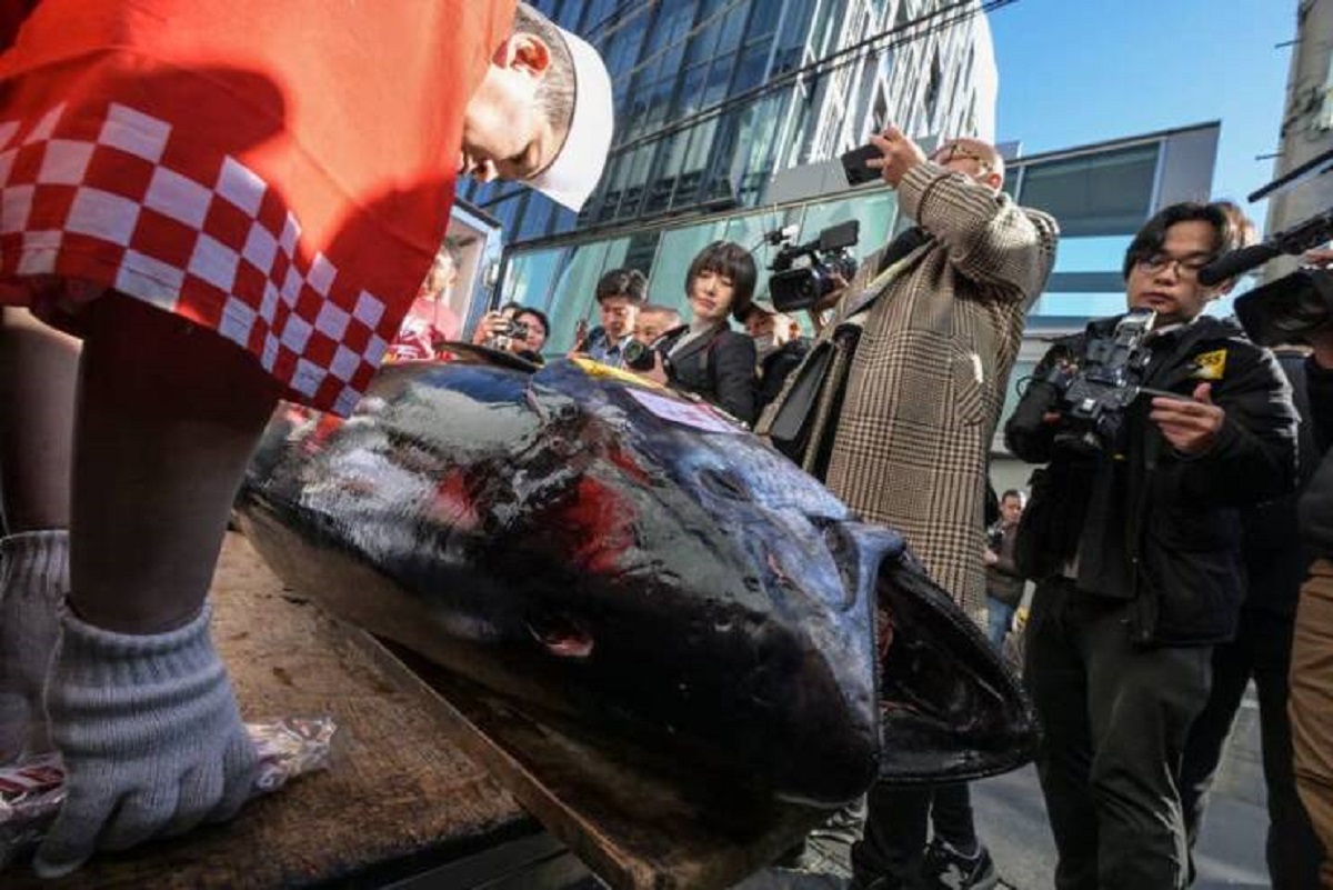 Last month, this 500-pound tuna was sold for nearly $800,000 at an auction in Tokyo: