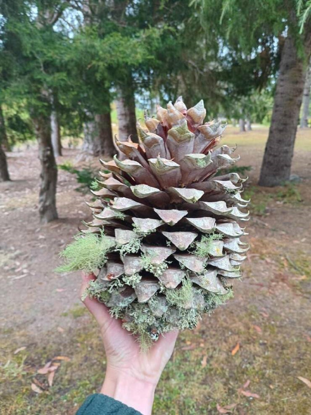 Pine cones, my friend...pine cones can be really, really big: