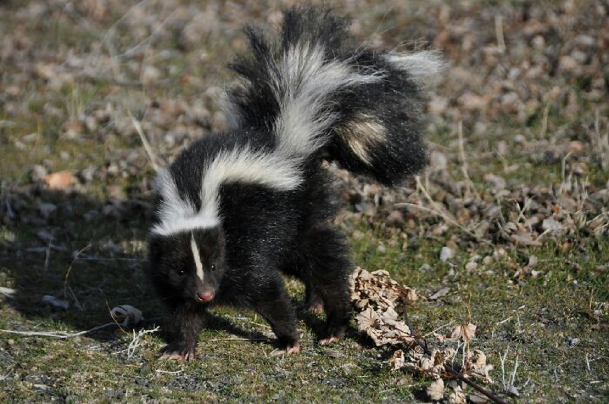 I chased a giant white squirrel and I found out it was actually a skunk.