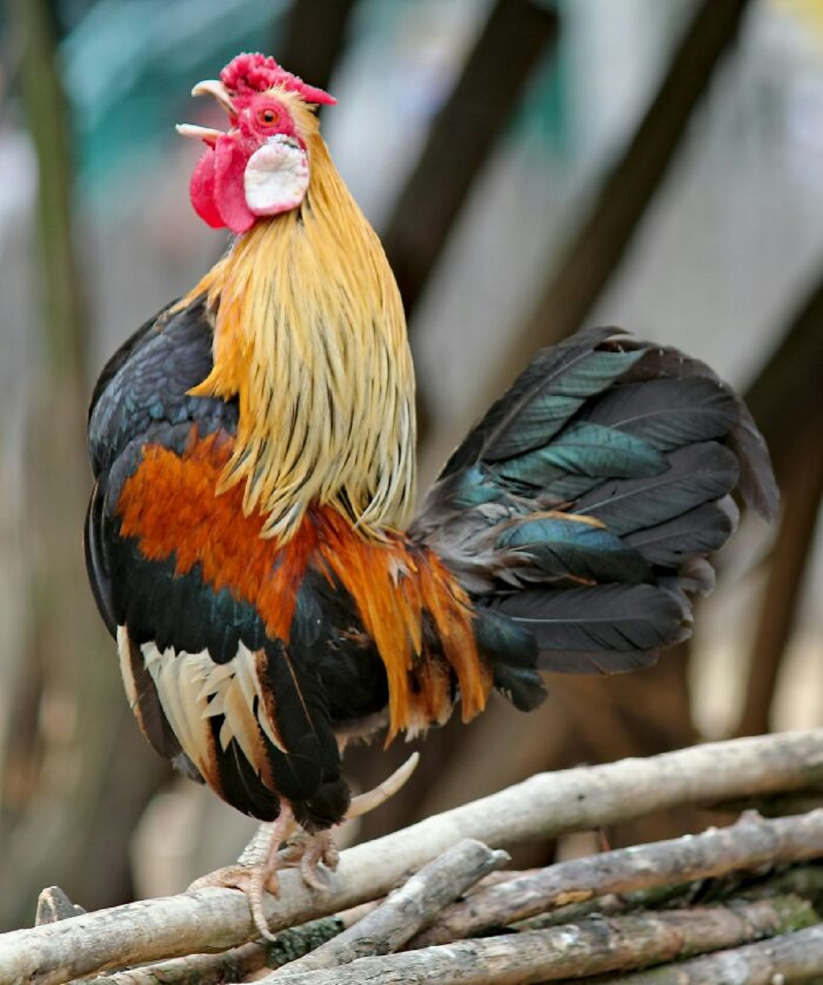 If you throw rocks at chickens and laugh at the angry rooster, the rooster will find a way through the fence to hunt your a*s down.