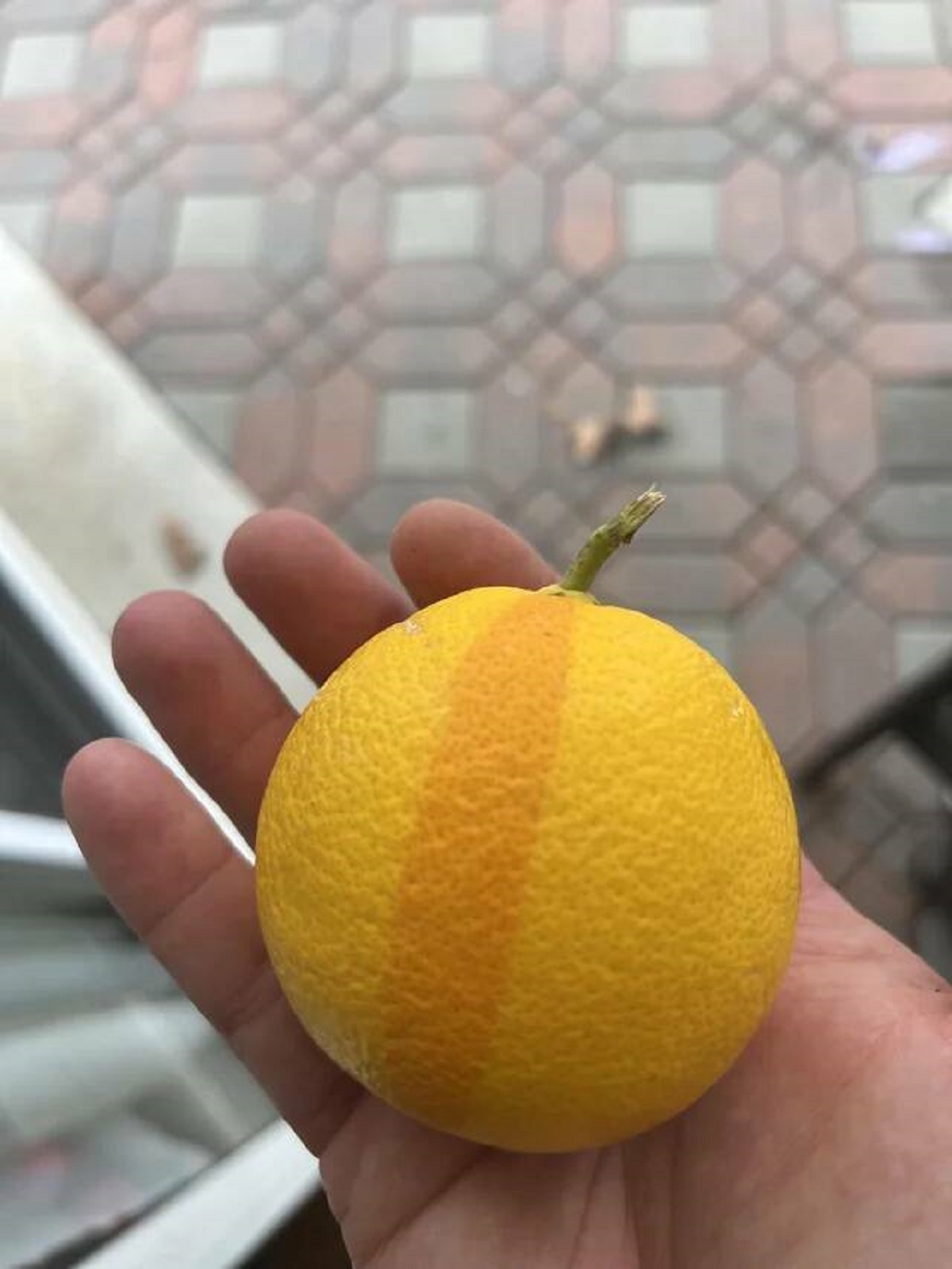 "This orange from my tree has one dark stripe"