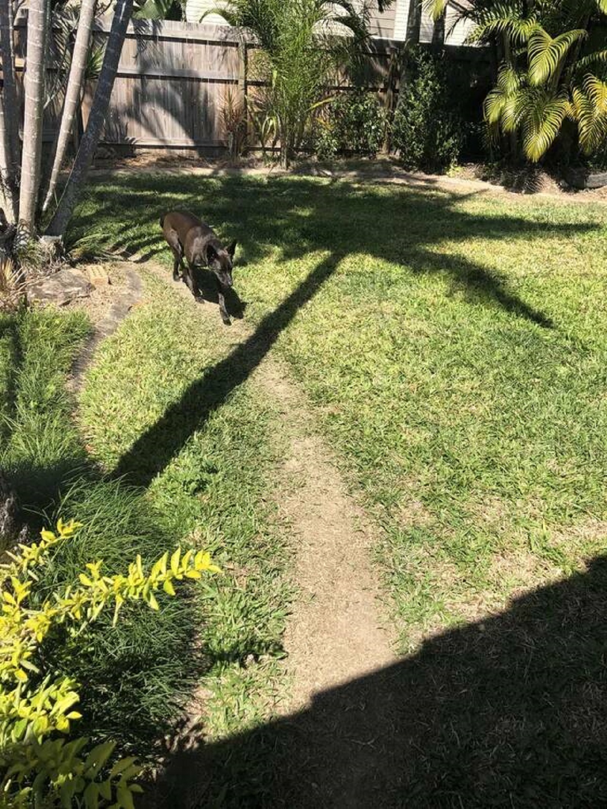 "My friend’s dog made a path in the backyard from its constant patrols."