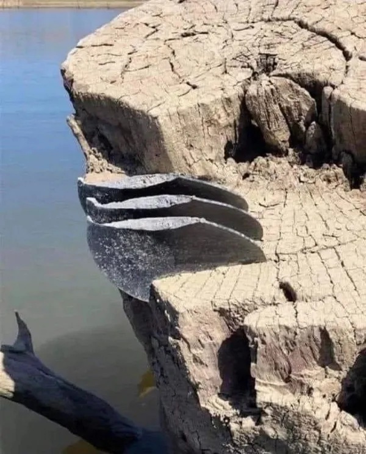 Low lake levels reveal all three blades of a boat propeller getting imbedded into a tree stump.