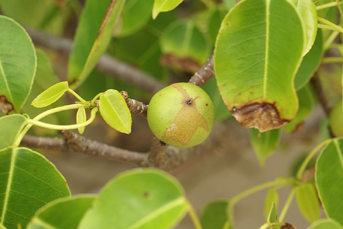 The Spanish explorer Juan Ponce de León was killed after being struck by an arrow poisoned with manchineel sap. A present-day Spanish name is manzanilla de la muerte, "little apple of death". This refers to the fact that manchineel is one of the most toxic trees in the world.