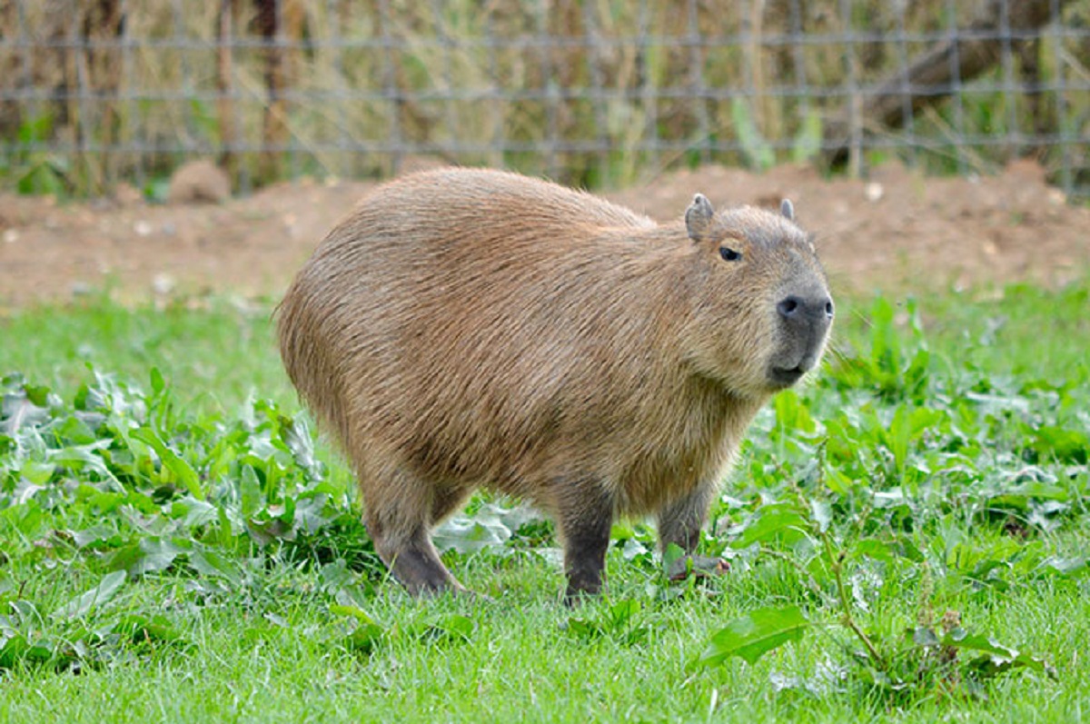 Capybara are eaten during Lent in Venezuela because they are considered “fish” by the Vatican.