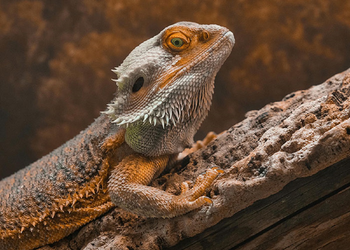 My bond with my bearded dragon goes beyond “he’s warm”. I understand the limitations of his tiny nervous system and that he isn’t capable of affection. I just firmly believe that he not only wants heat and food, but that he finds my presence to be pleasant. That boy will come off his basking log as hot as hell ever need to be, with a belly full of bugs, and still come hauling over just to fall asleep on me. I don’t know what it is, but it’s more than just him seeking the necessities.