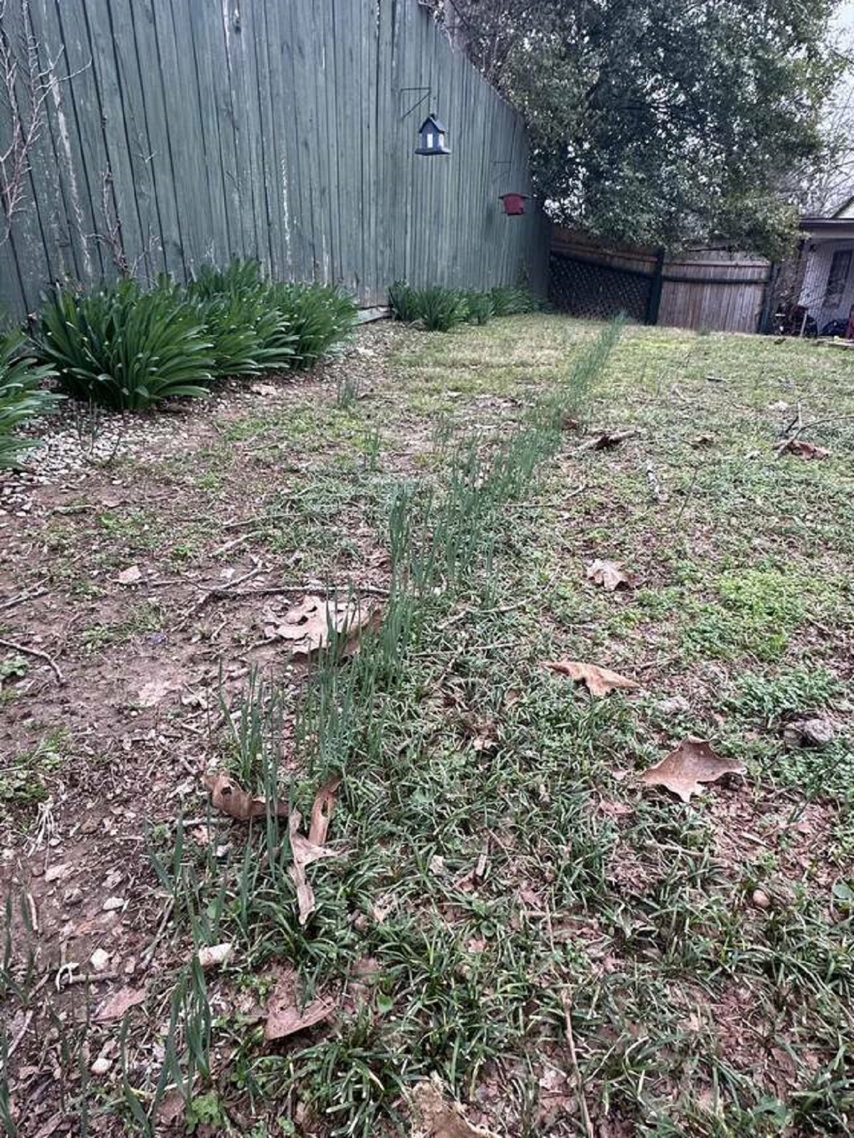 "Wild onions in my backyard are growing in a line"