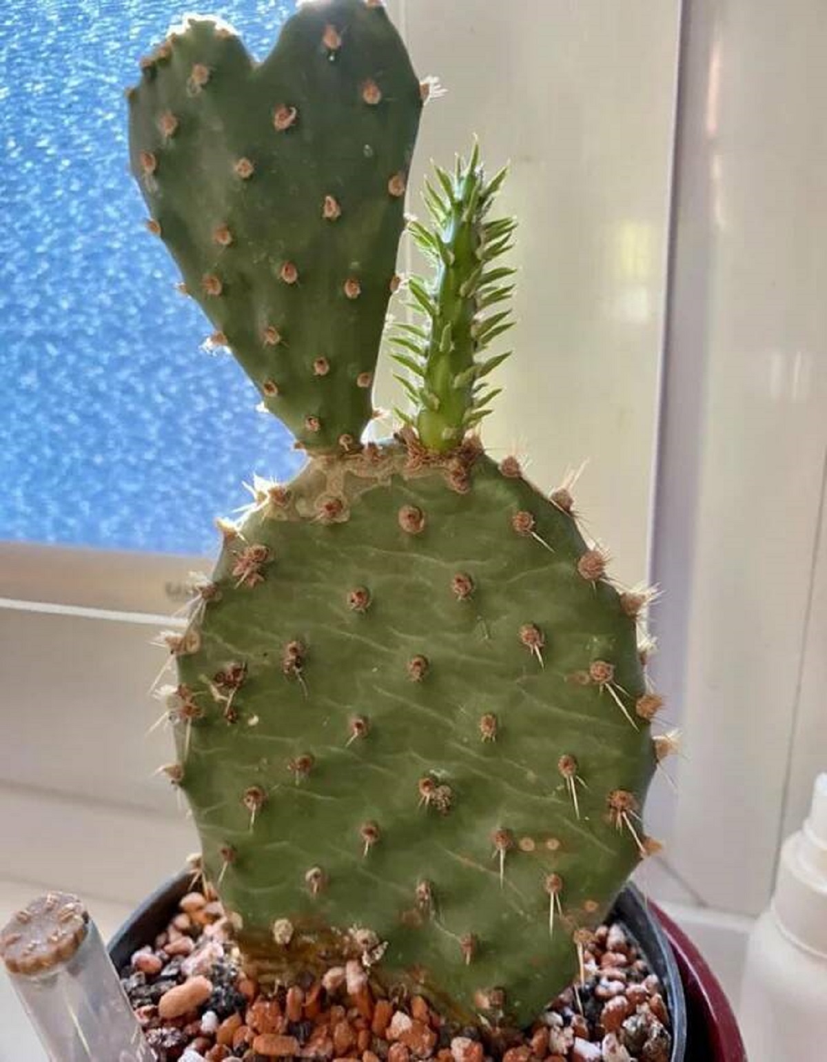 "Abandoned cactus I found last year grew a heart"