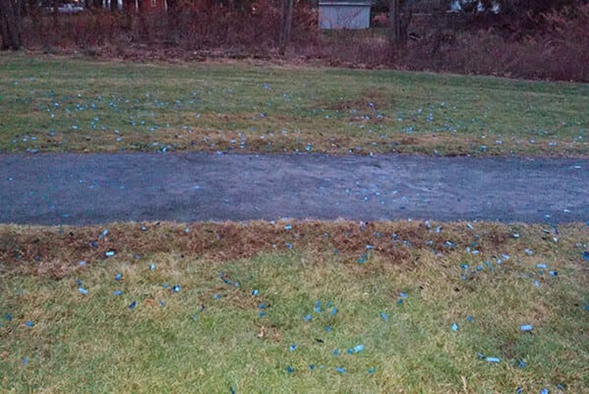 “Plastic Confetti Left Behind By A Gender Reveal Party In A Public Park”