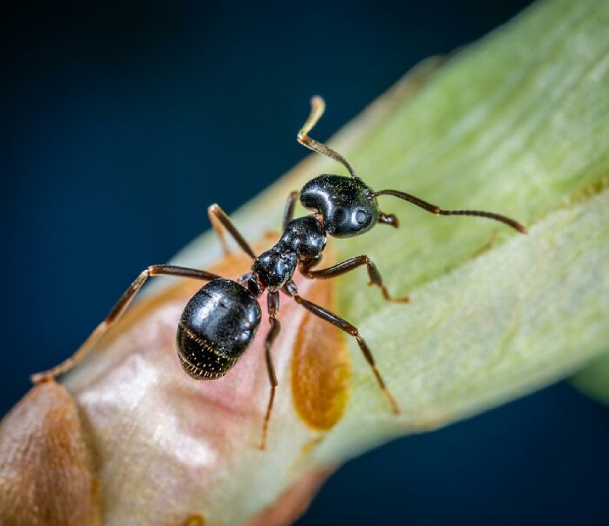 Ants can’t take fall damage because their terminal velocity isn’t fast enough to break their exoskeleton.